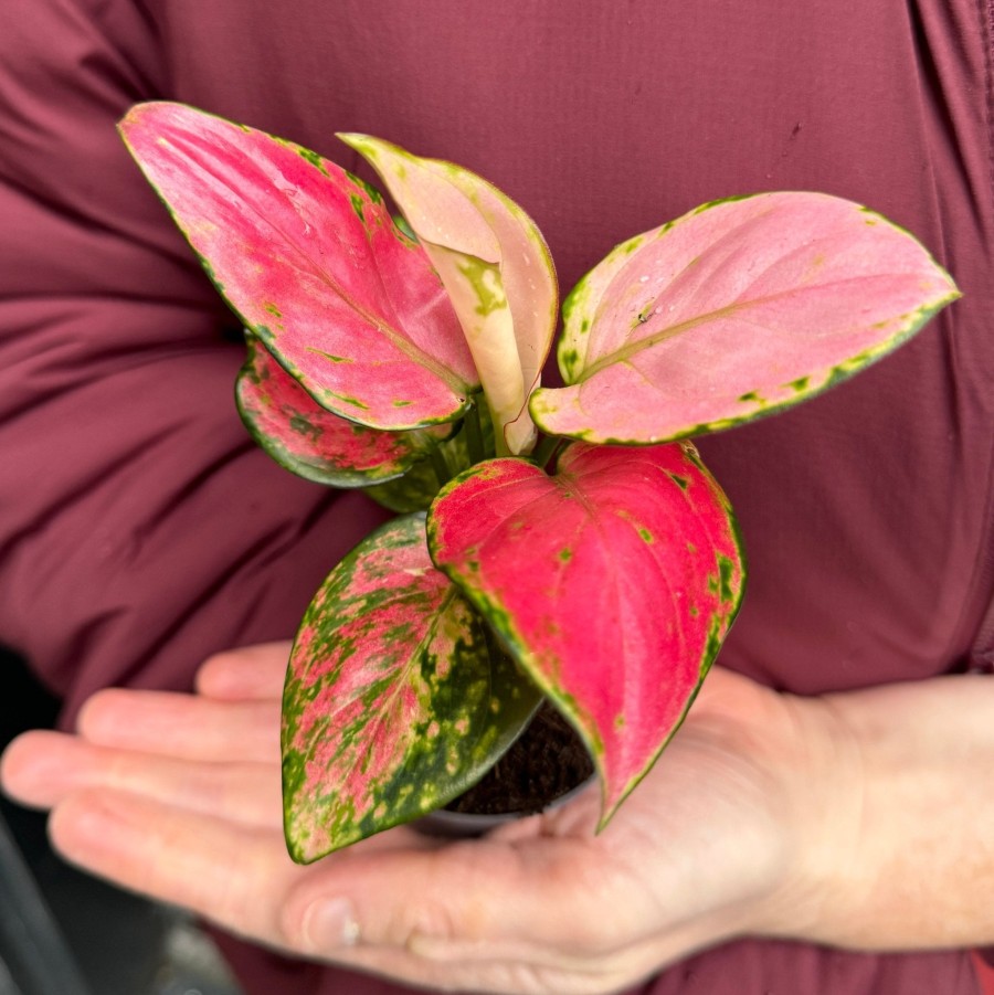 Growurban Aglaonema 'Pinky Promise' | Foliage Plants