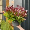 Growurban Leucothoe 'Zeblid' | Outdoor Plants