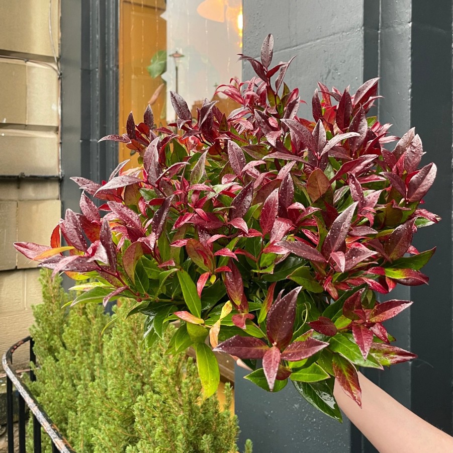 Growurban Leucothoe 'Zeblid' | Outdoor Plants