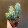 Growurban Pilosocereus Azulensis | Succulents & Cacti