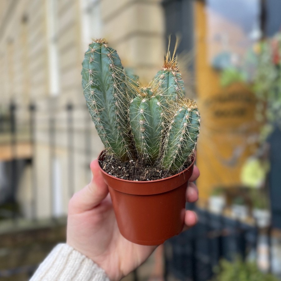 Growurban Pilosocereus Azulensis | Succulents & Cacti