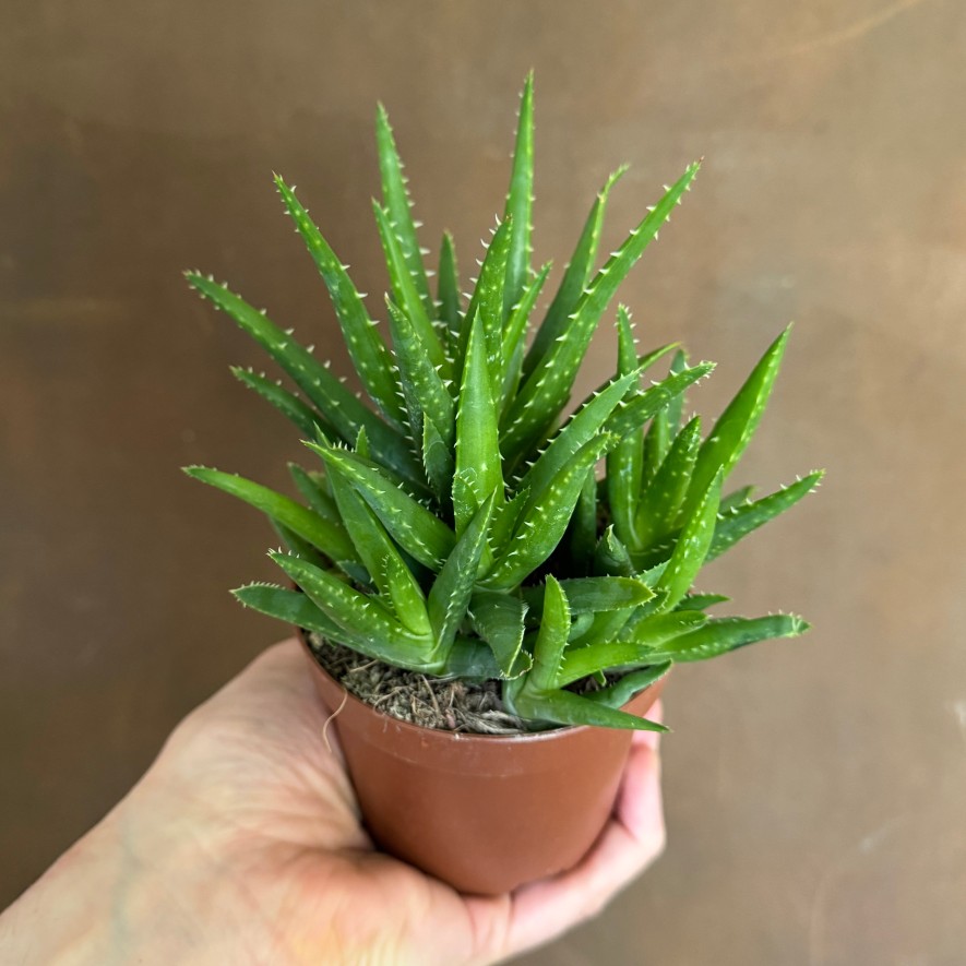 Growurban Aloe Vera 'Verini' | Succulents & Cacti