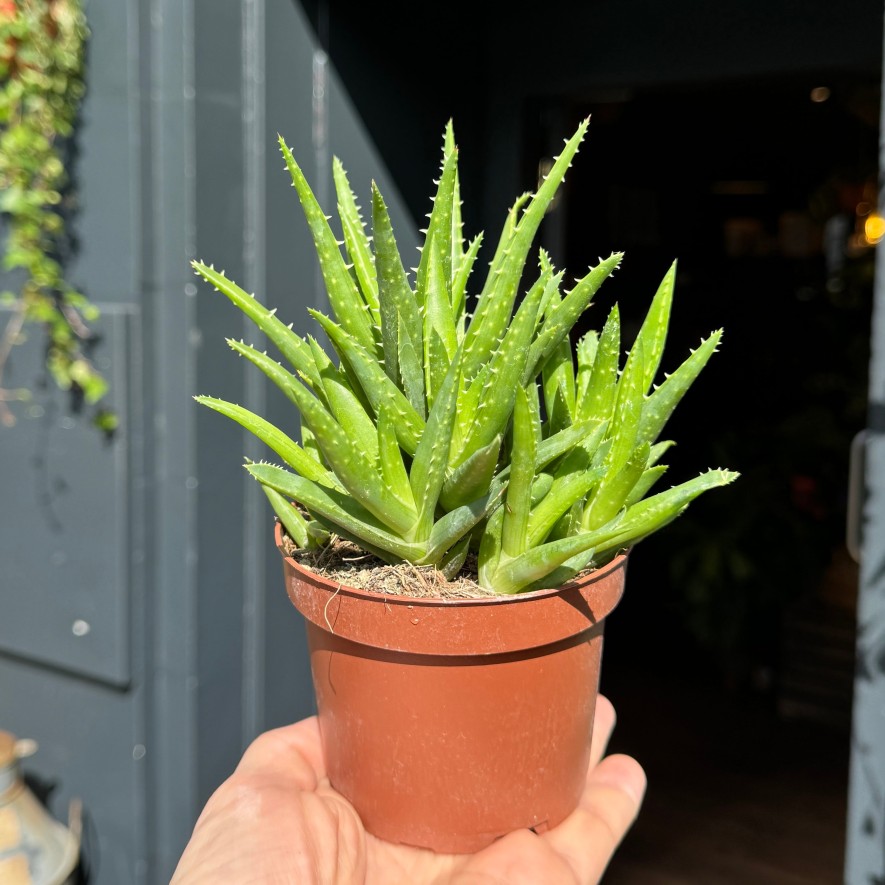 Growurban Aloe Vera 'Verini' | Succulents & Cacti