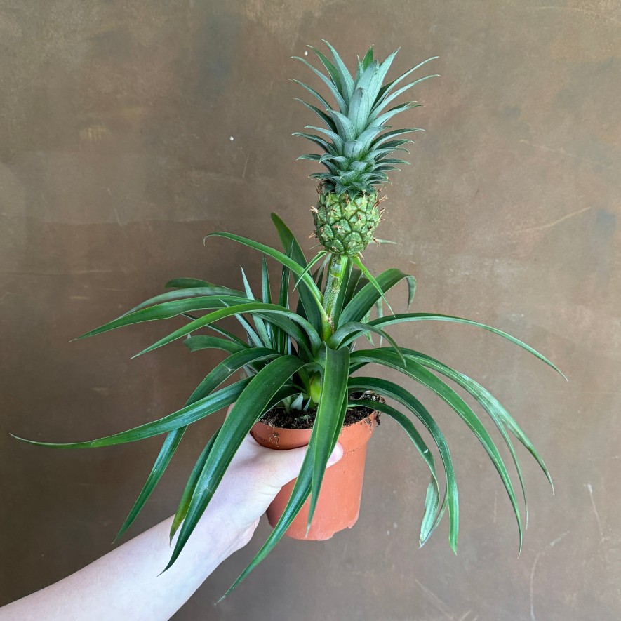 Growurban Ananas 'Mi Amigo' | Foliage Plants