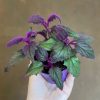 Growurban Gynura 'Purple Passion' | Foliage Plants