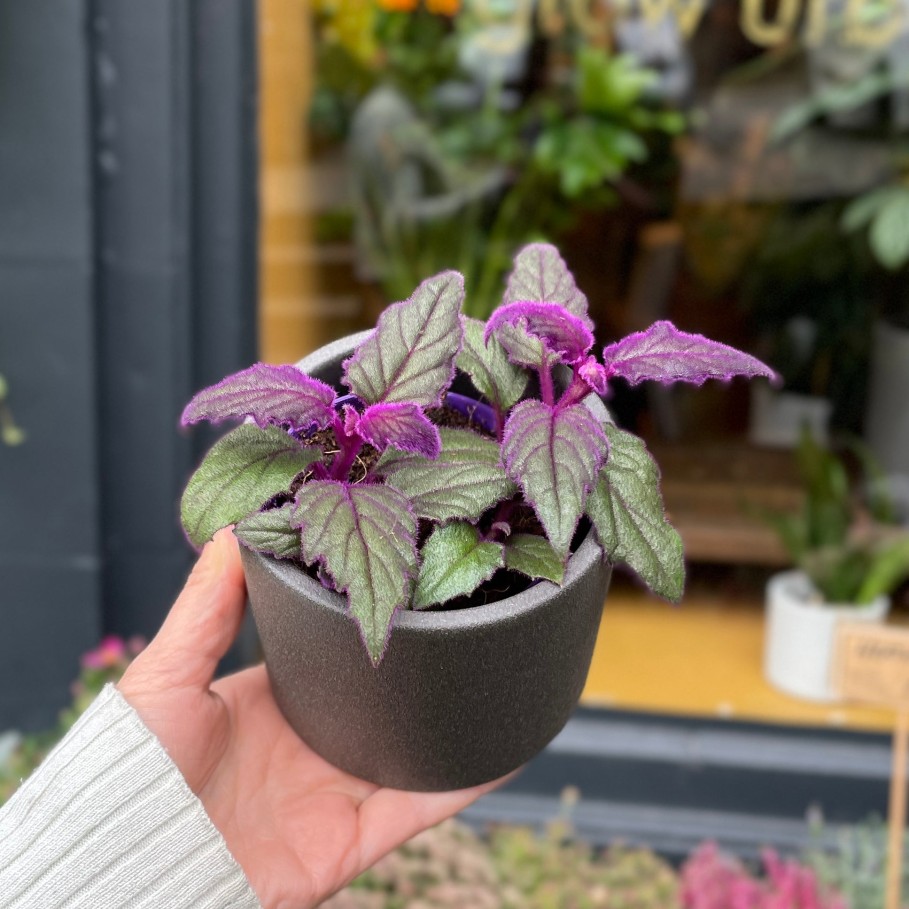 Growurban Gynura 'Purple Passion' | Foliage Plants