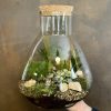 Growurban Large Flask Terrarium | Planted Terrariums