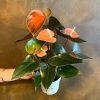 Growurban Anthurium 'Rainbow Champion' | Foliage Plants