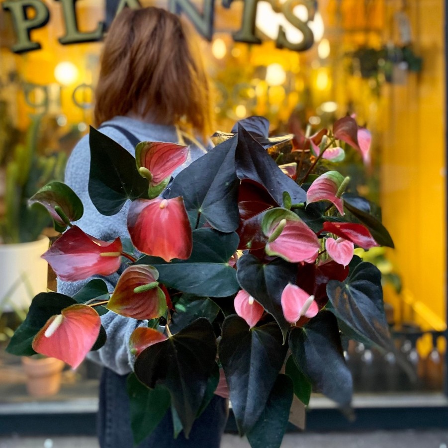 Growurban Anthurium 'Rainbow Champion' | Foliage Plants