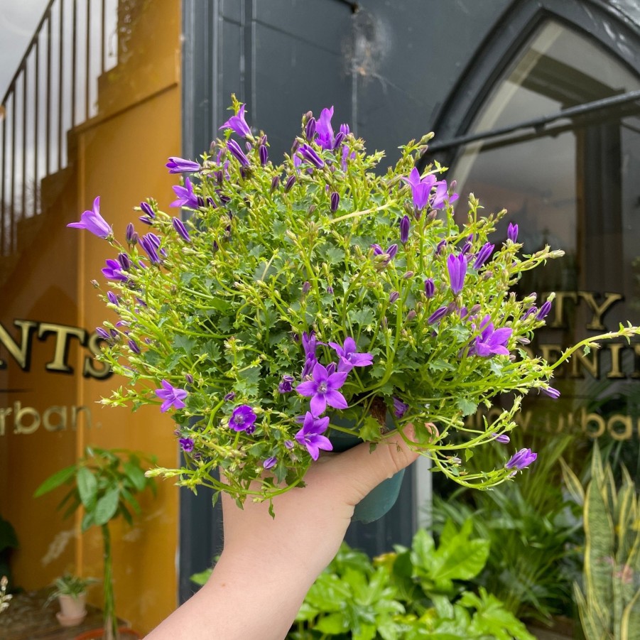 Growurban Campanula 'Intense Purple' | Foliage Plants