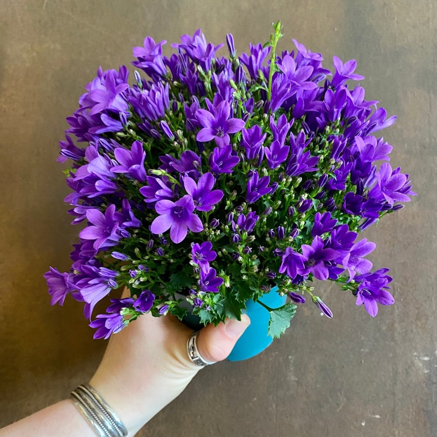 Growurban Campanula 'Intense Purple' | Foliage Plants