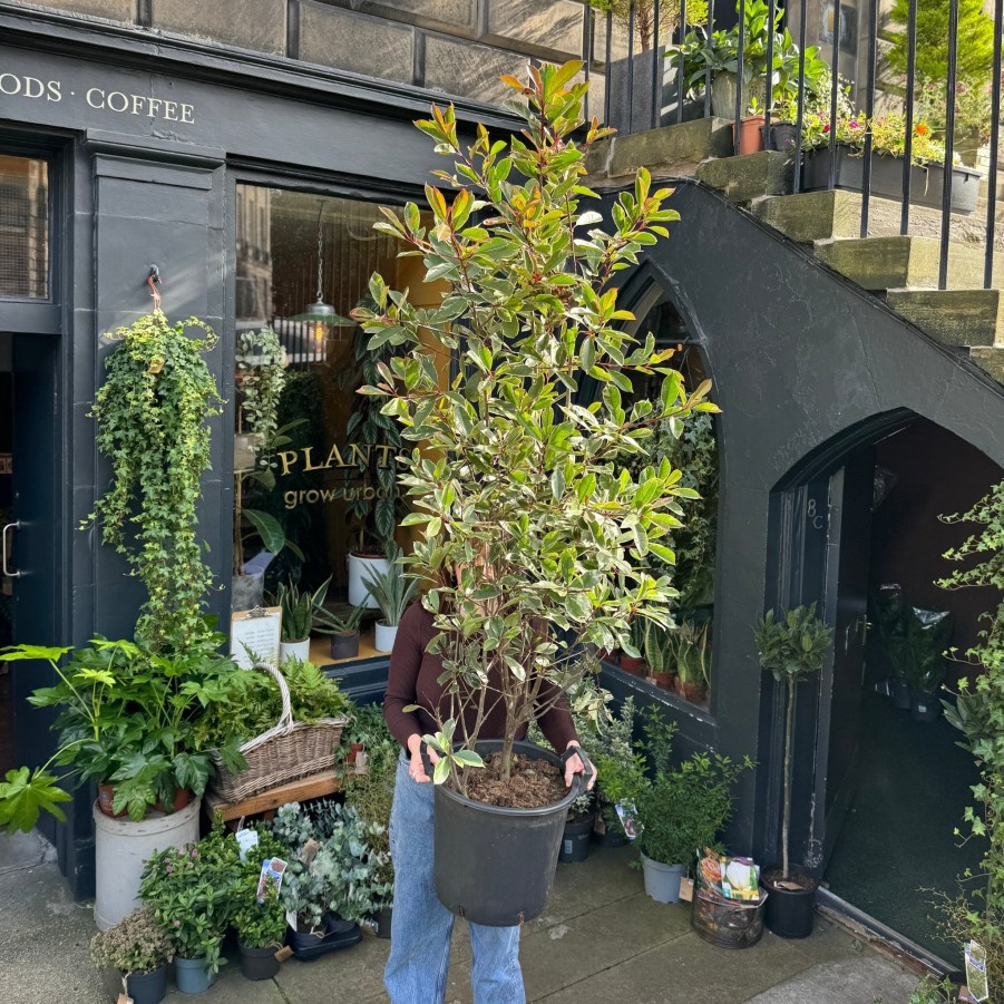 Growurban Photinia Fraseri 'Pink Marble' | Outdoor Plants