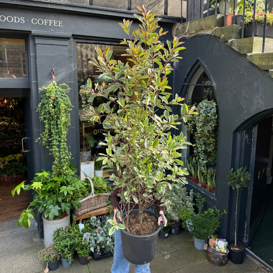 Growurban Photinia Fraseri 'Pink Marble' | Outdoor Plants