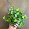 Growurban Peperomia 'Hope' (Hangpot) | Succulents & Cacti