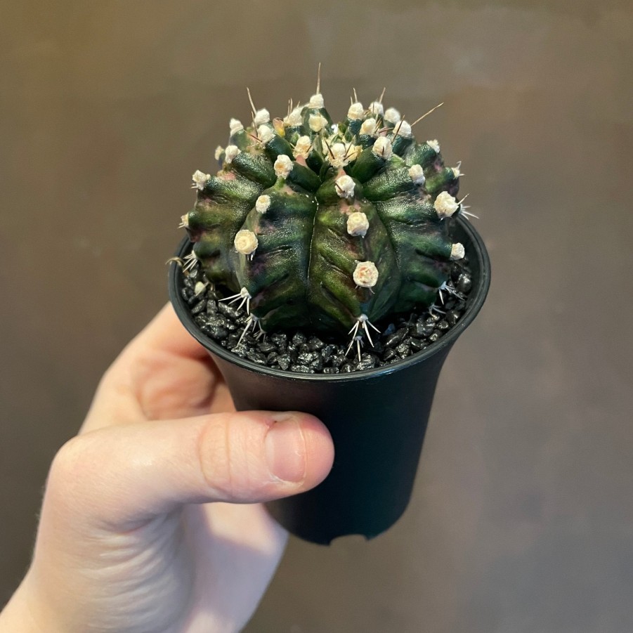 Growurban Gymnocalycium Mihanovichii 'T-Rex' Hybrid | Succulents & Cacti