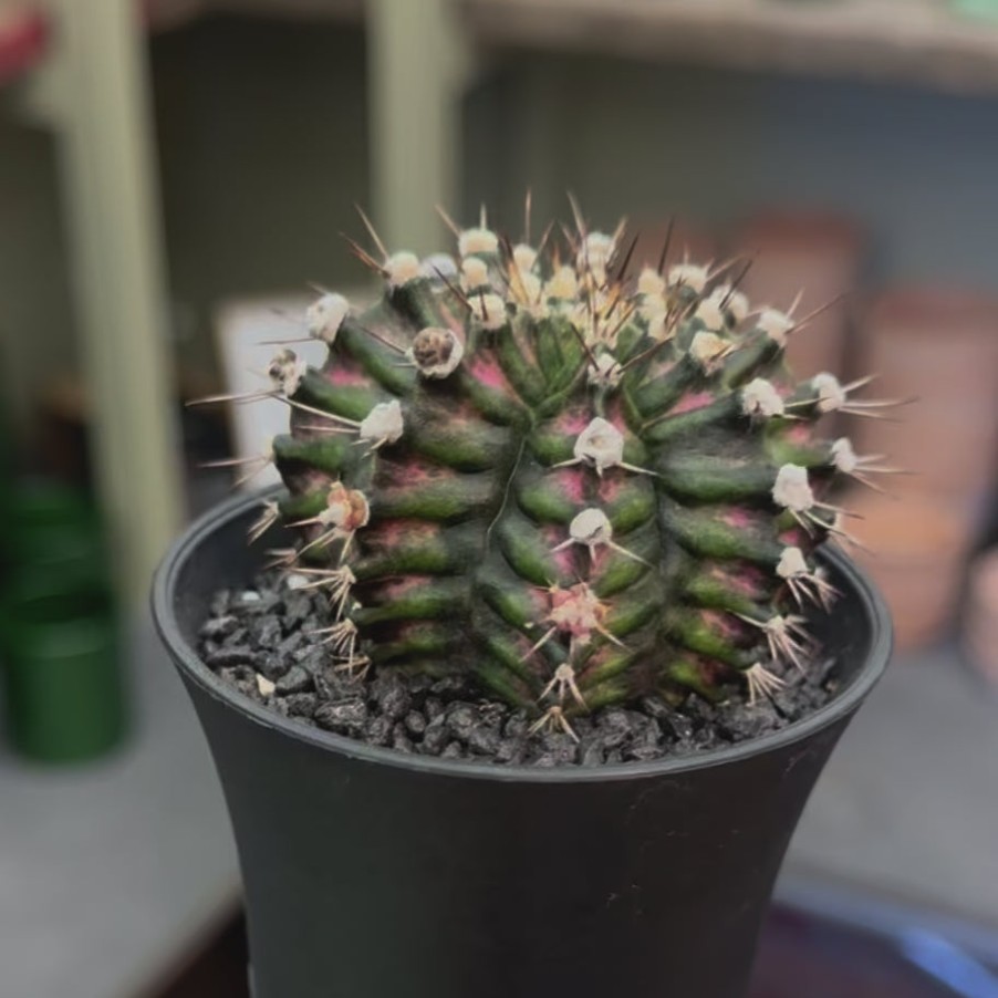 Growurban Gymnocalycium Mihanovichii 'T-Rex' Hybrid | Succulents & Cacti