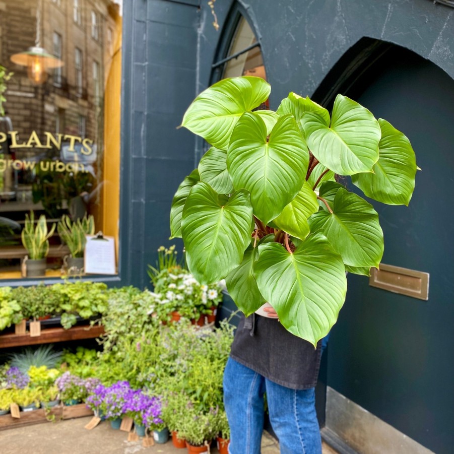 Growurban Homalomena Rubescens 'Maggy' | Foliage Plants