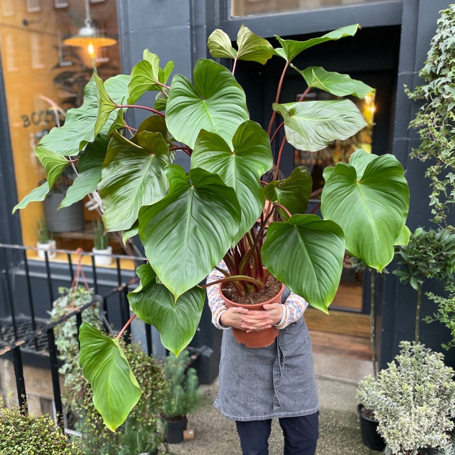 Growurban Homalomena Rubescens 'Maggy' | Foliage Plants