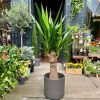 Growurban Yucca Guatemalensis | Large & Tall Plants