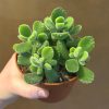 Growurban Cotyledon Ladismithiensis | Succulents & Cacti