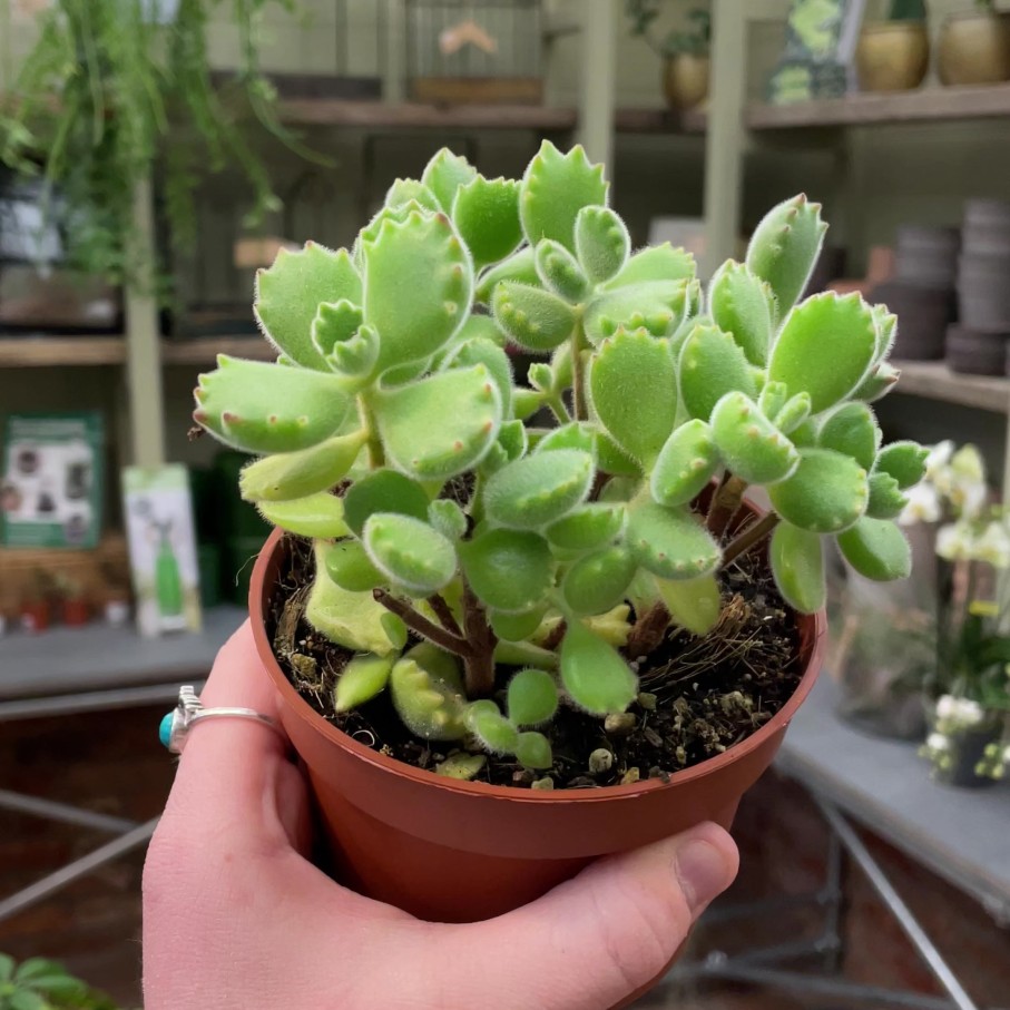 Growurban Cotyledon Ladismithiensis | Succulents & Cacti