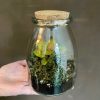 Growurban Mini Terrarium | Planted Terrariums