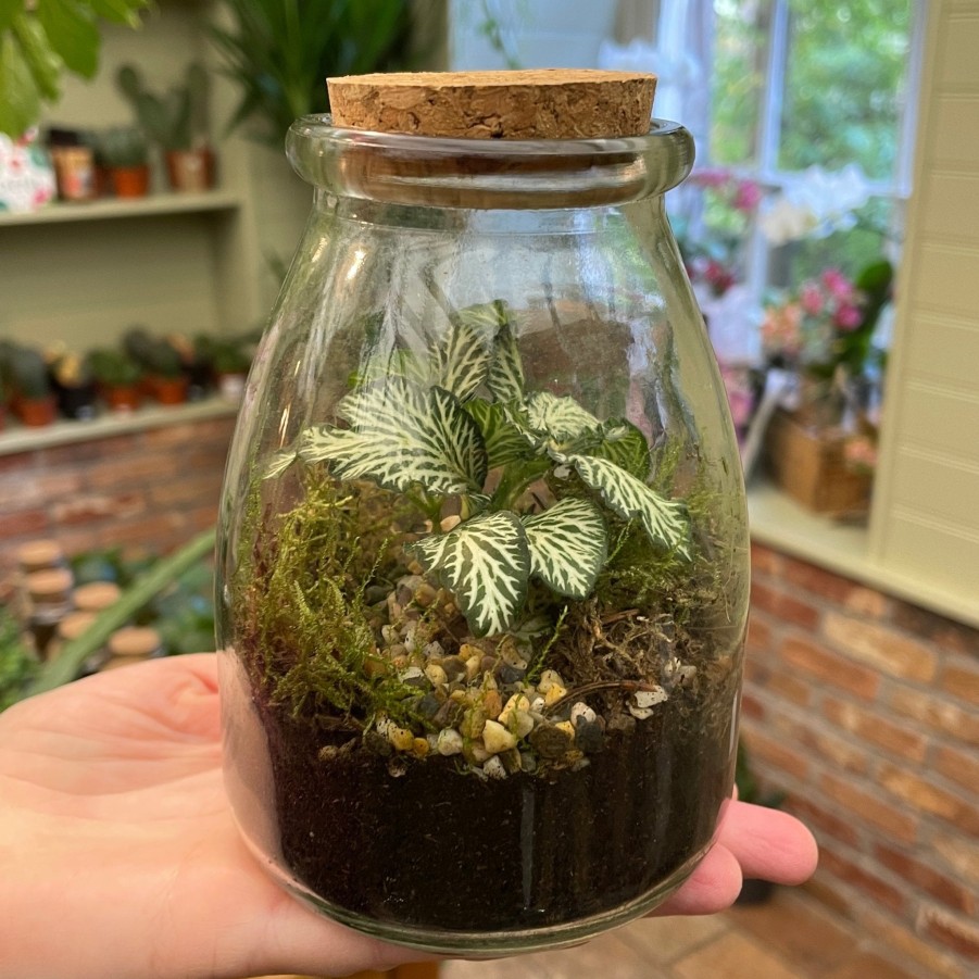 Growurban Mini Terrarium | Planted Terrariums