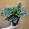 Growurban Calathea Ornata (12Cm Pot) | Foliage Plants