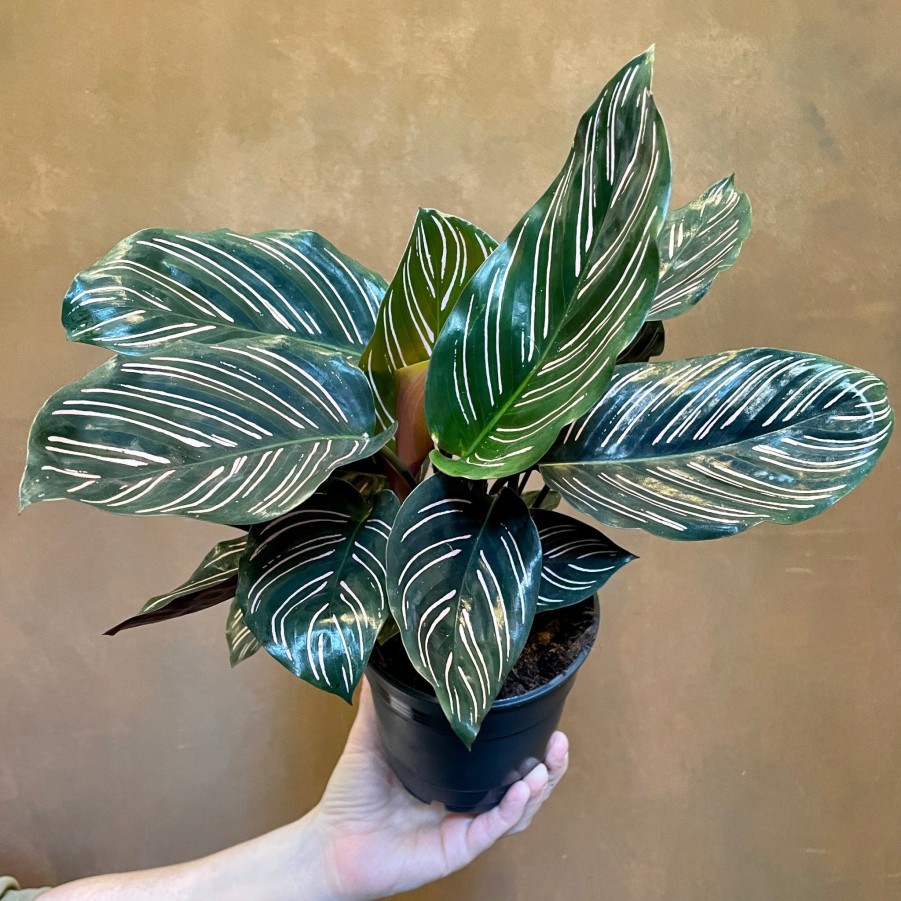 Growurban Calathea Ornata (12Cm Pot) | Foliage Plants