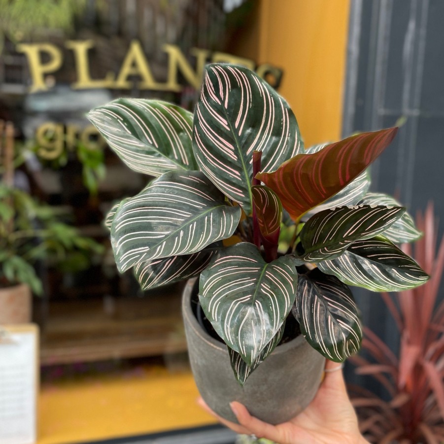 Growurban Calathea Ornata (12Cm Pot) | Foliage Plants