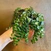 Growurban Sedum Makinoi 'Tornado' | Succulents & Cacti