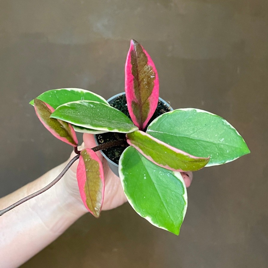 Growurban Hoya 'Flamingo Dream' | Succulents & Cacti