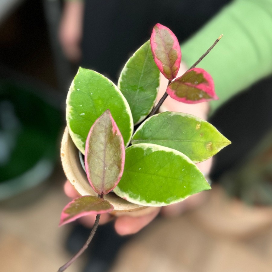 Growurban Hoya 'Flamingo Dream' | Succulents & Cacti