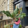 Growurban Anthurium Hookeri | Large & Tall Plants