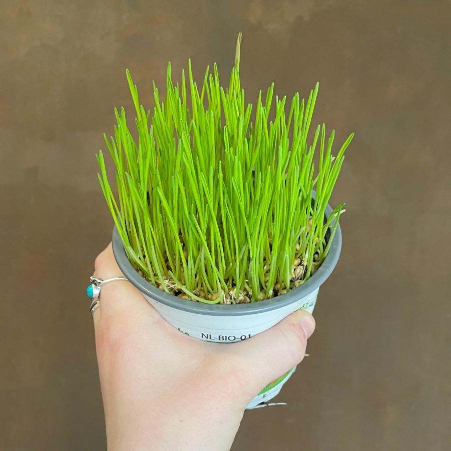 Growurban Cat Grass | Foliage Plants