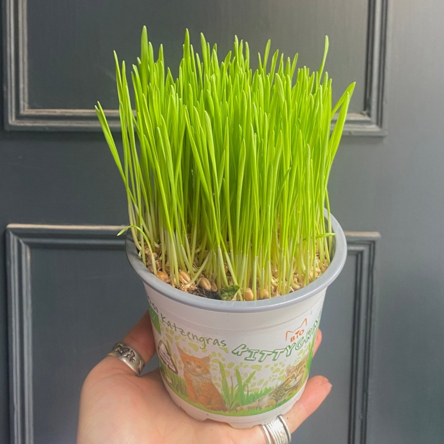 Growurban Cat Grass | Foliage Plants