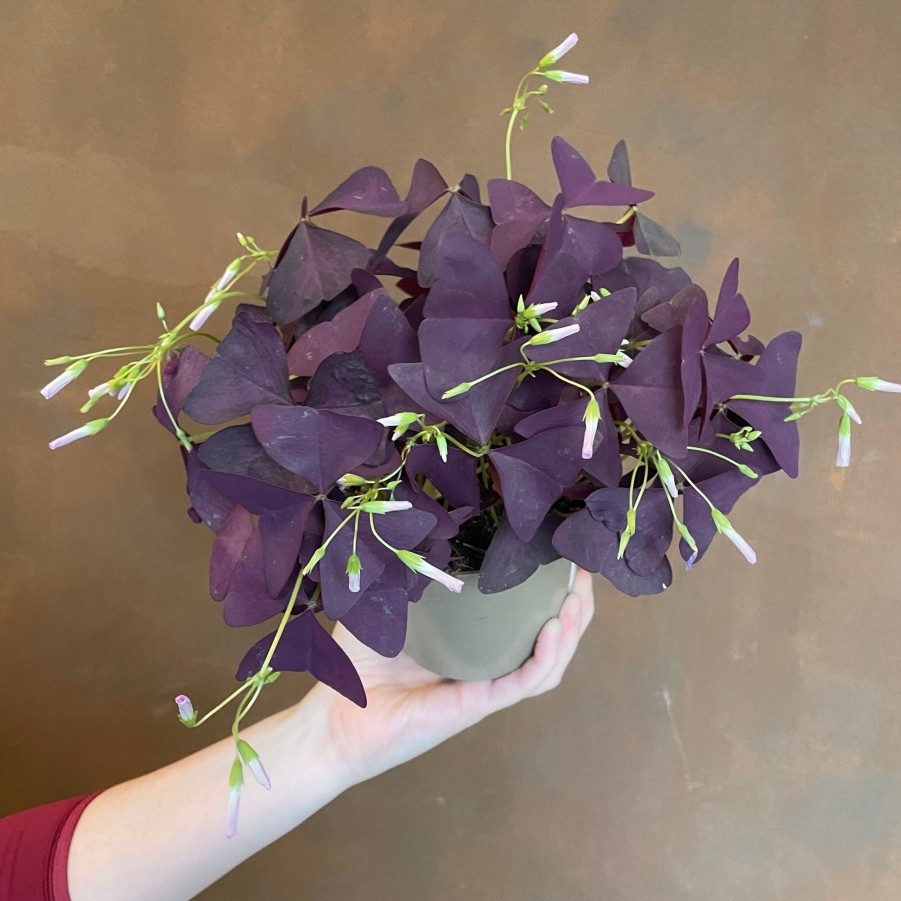 Growurban Oxalis Triangularis 'Mijke' | Foliage Plants