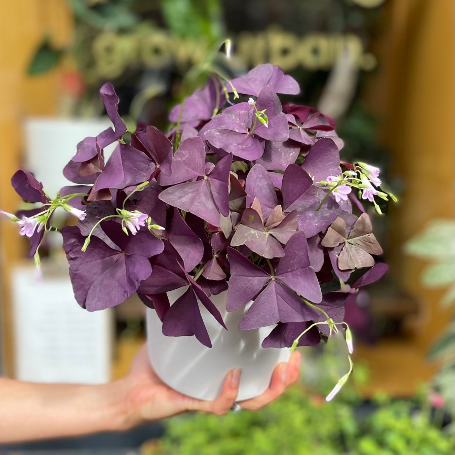 Growurban Oxalis Triangularis 'Mijke' | Foliage Plants