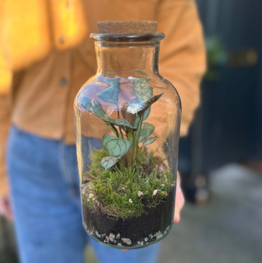 Growurban Canister Terrarium | Planted Terrariums