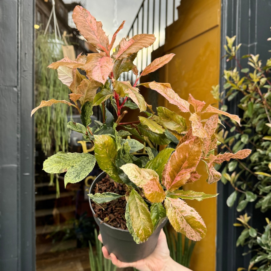 Growurban Photinia Serratifolia 'Pink Crispy' | Outdoor Plants