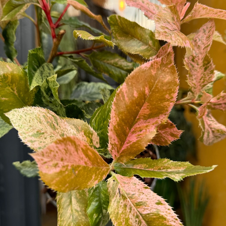 Growurban Photinia Serratifolia 'Pink Crispy' | Outdoor Plants