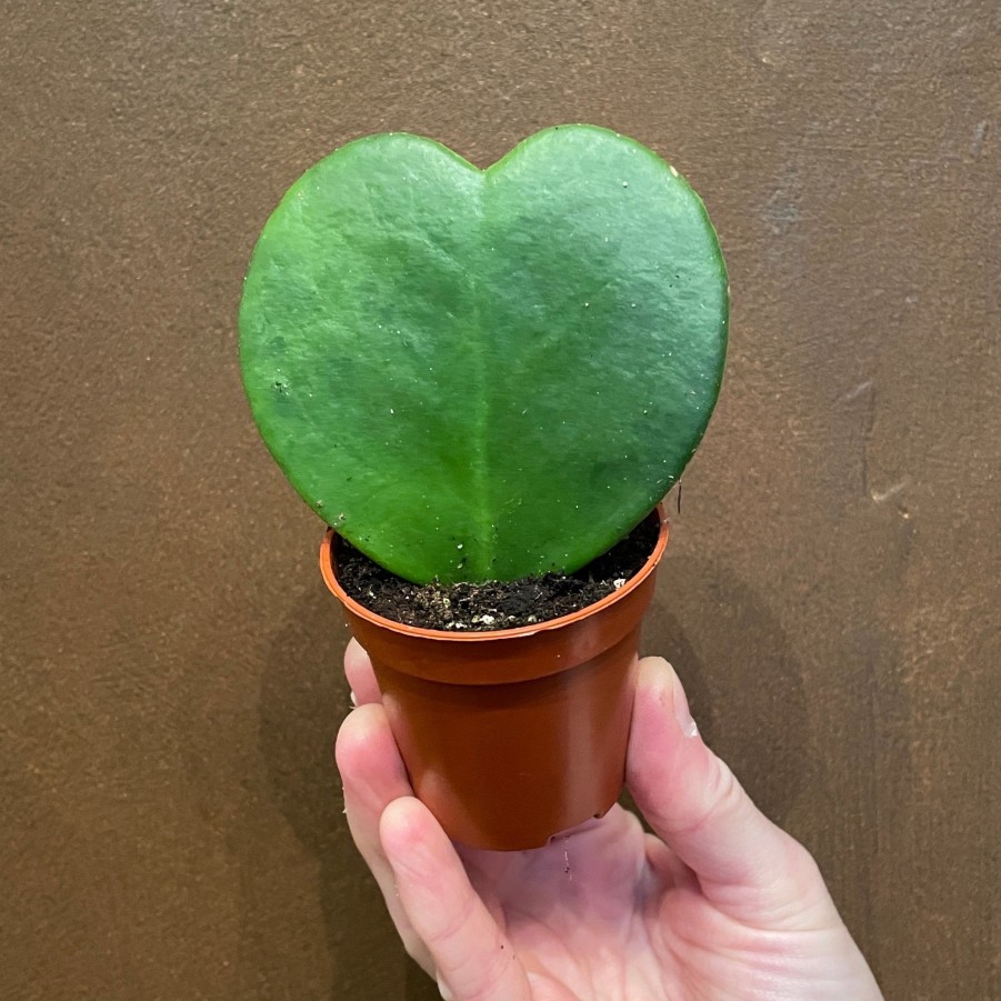 Growurban Hoya Kerrii (Single Leaf) | Succulents & Cacti