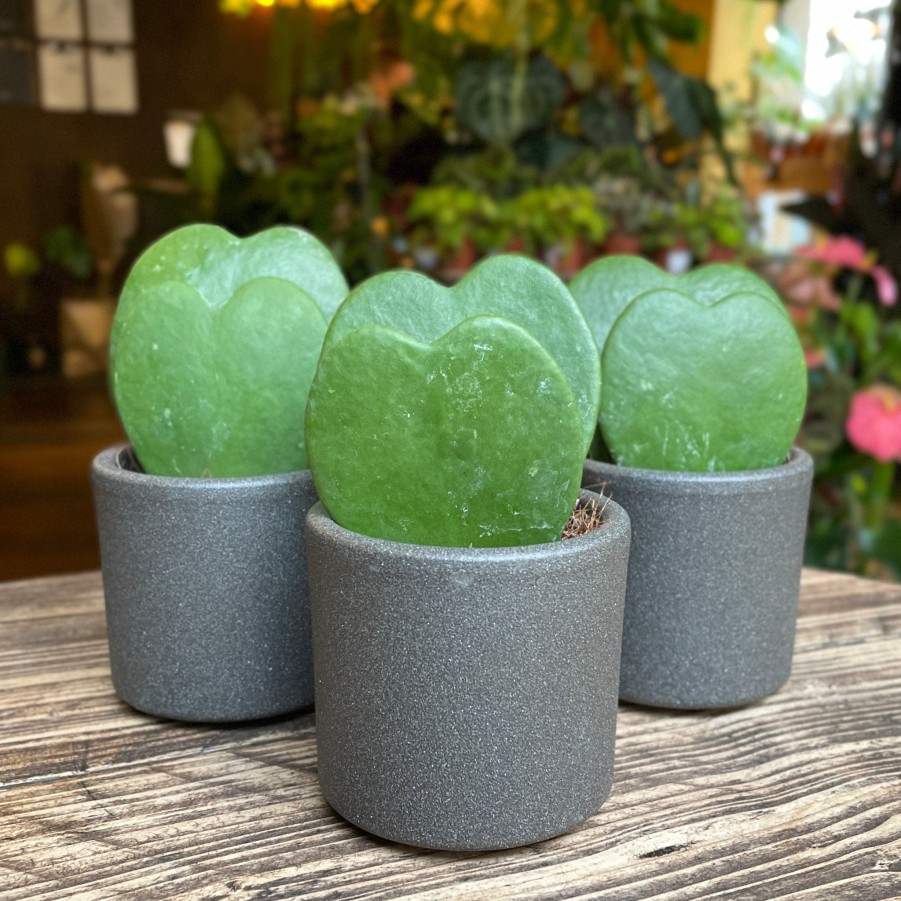 Growurban Hoya Kerrii (Single Leaf) | Succulents & Cacti