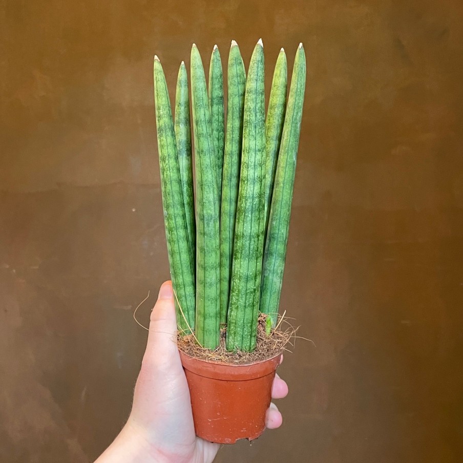 Growurban Sansevieria Cyl. 'Straight' (8Cm Pot) | Succulents & Cacti