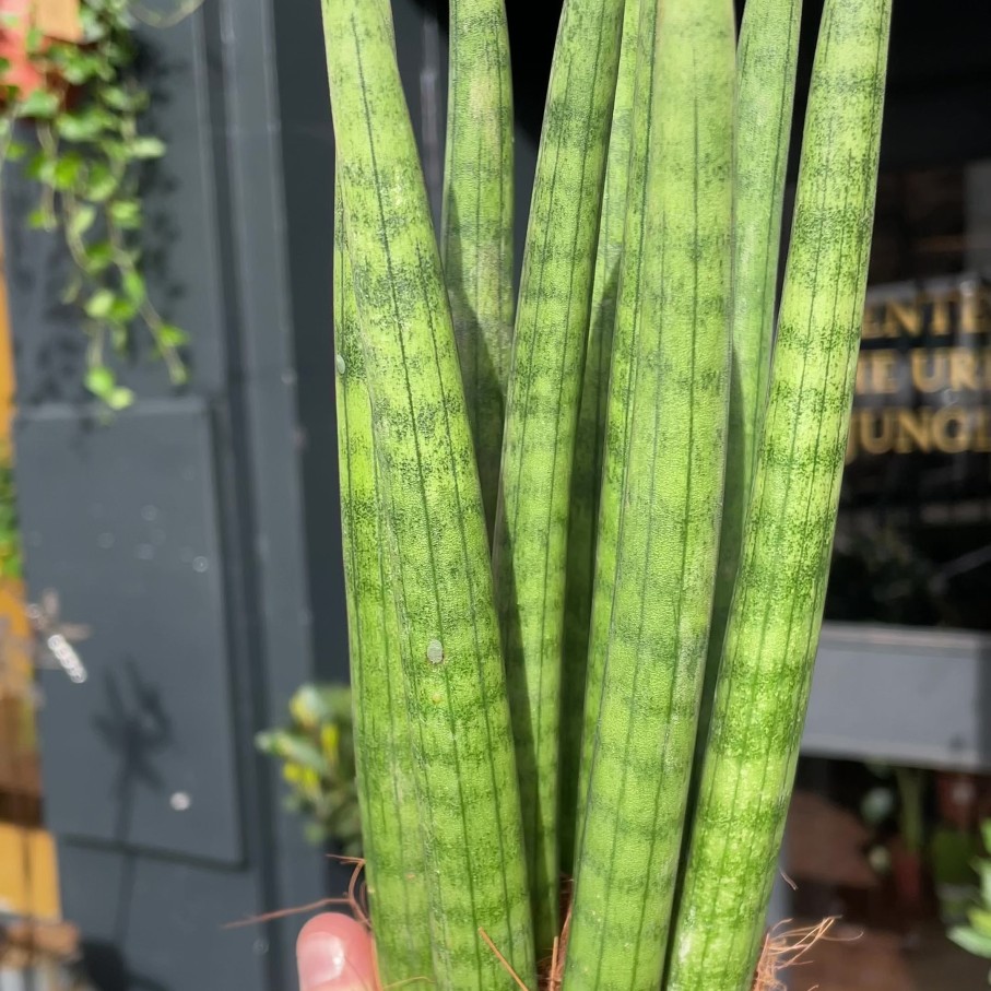 Growurban Sansevieria Cyl. 'Straight' (8Cm Pot) | Succulents & Cacti