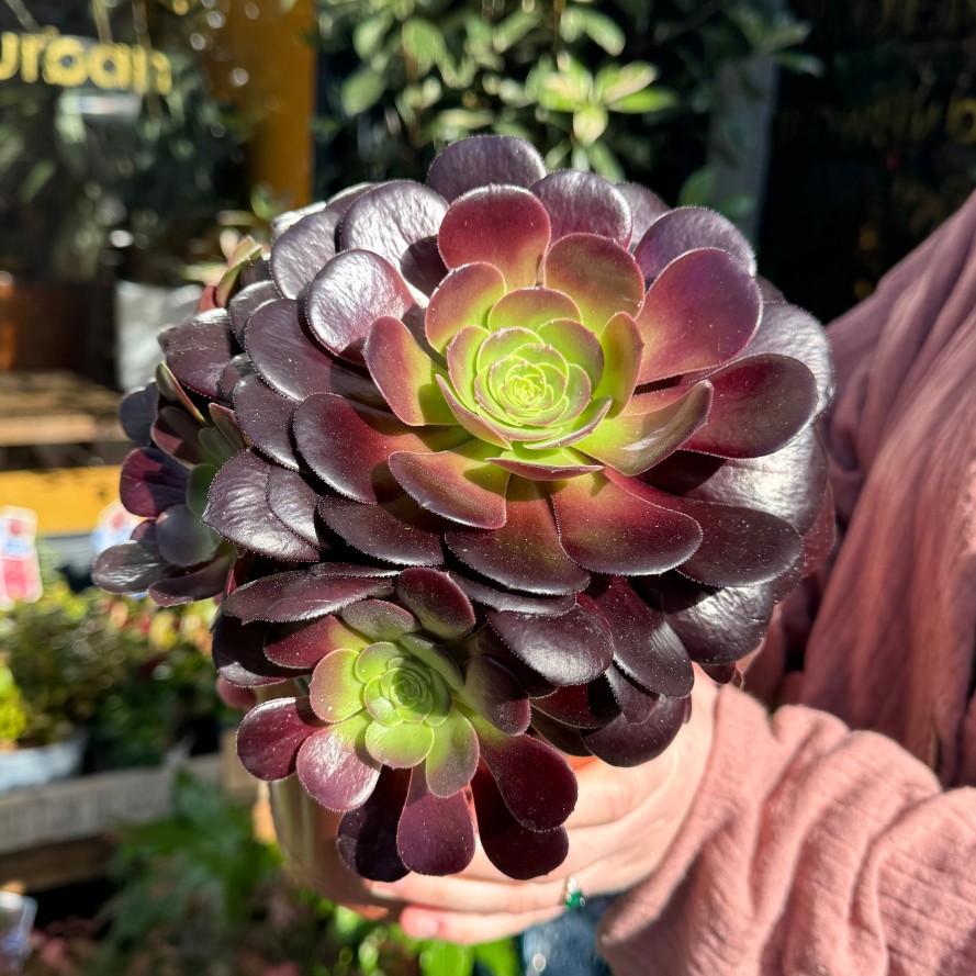 Growurban Aeonium Arboreum 'Velour' | Succulents & Cacti