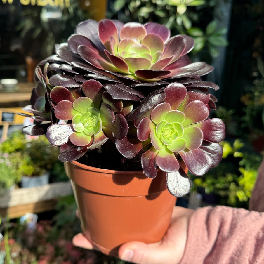 Growurban Aeonium Arboreum 'Velour' | Succulents & Cacti