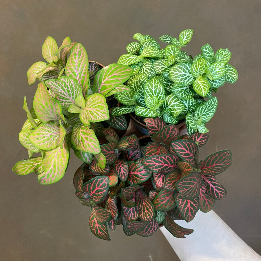 Growurban Fittonia (Lucky Dip) | Foliage Plants