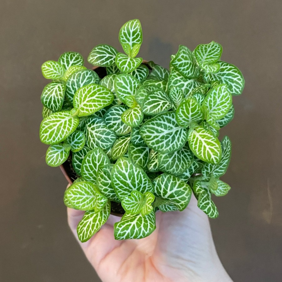 Growurban Fittonia (Lucky Dip) | Foliage Plants