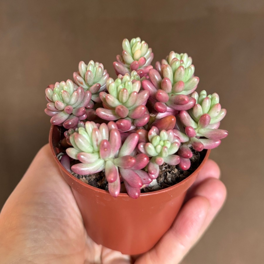 Growurban Sedum X Rubrotinctum 'Aurora' | Succulents & Cacti